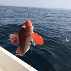 マイボートジギング&餌釣り釣行