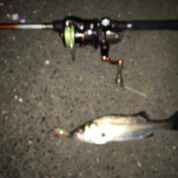 舞洲バチシー調査