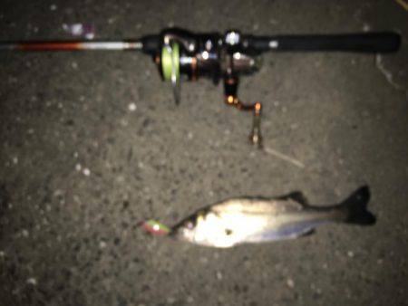 舞洲バチシー調査