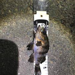 メバルの活性上がってきた。