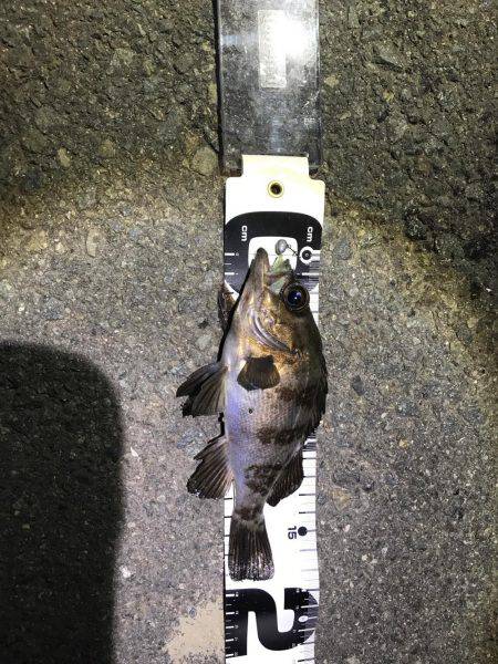 メバルの活性上がってきた。