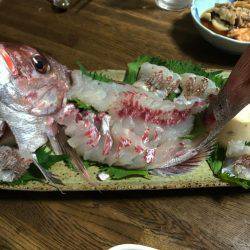 明石沖タイサビキ