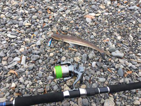 大里松原海岸 みんなどこへ行った？エソだけ…