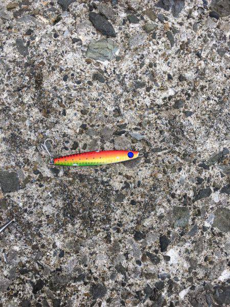 青物不発    タチ1