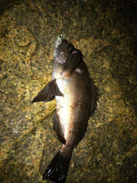 楽しいメバリング！