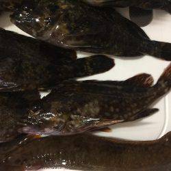 メバル(ムラソイ？)、ギンポ、クジメ？