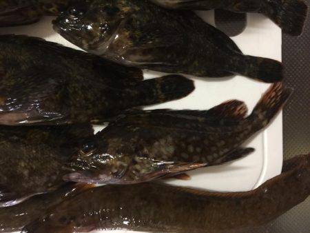 メバル(ムラソイ？)、ギンポ、クジメ？