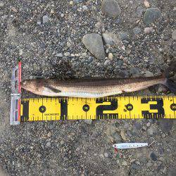 色々釣れました