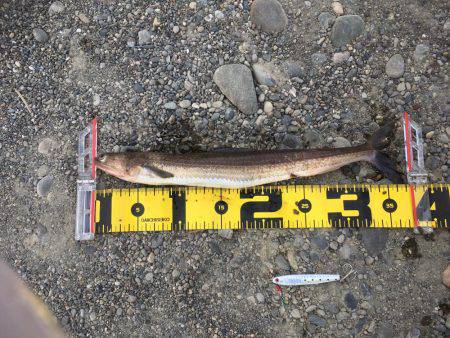 色々釣れました