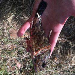 ロックフィッシュ