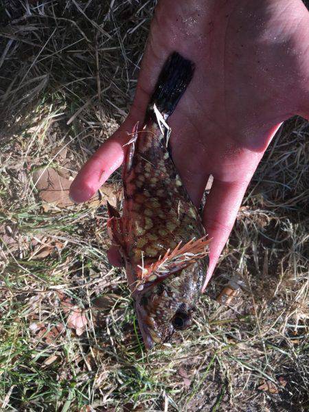 ロックフィッシュ