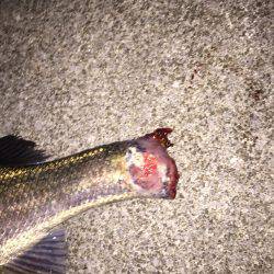 四日市シーバス 60アップ！