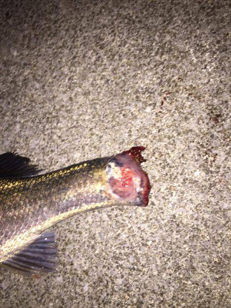 四日市シーバス 60アップ！