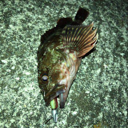 バチ抜け確認できず