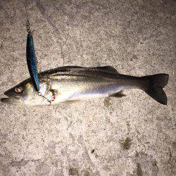 またまたナイトゲーム