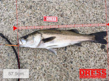 岸ジギ始まった