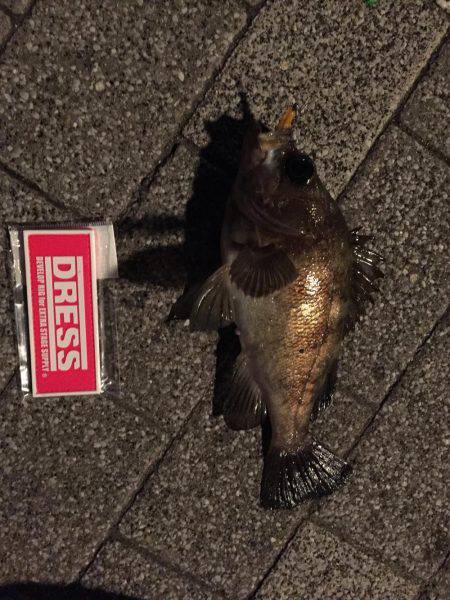 GWメバリング2日目!