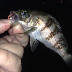 やっぱり垂水漁港のメバリング
