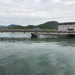 やっとのチーバス