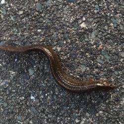 遠征メバリング