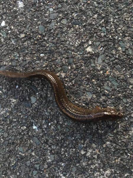 遠征メバリング