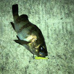 メバリング好調です