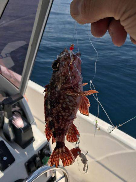 ジギング タイラバ ティップランのはずが・・・