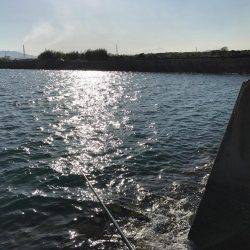 コウイカに初挑戦