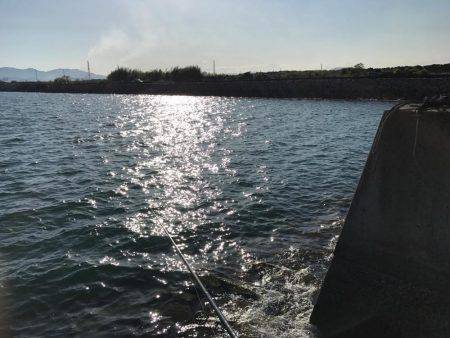 コウイカに初挑戦