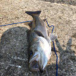 エビ撒きでイェーーイ