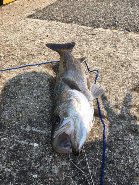 エビ撒きでイェーーイ