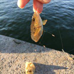 アブシン発見！