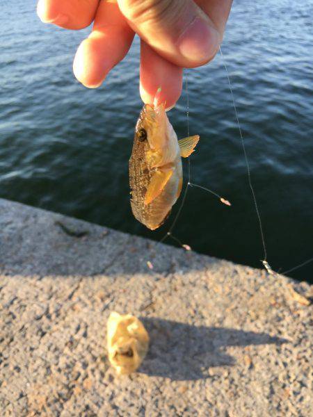 アブシン発見！