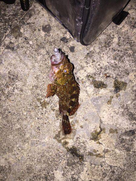 アジングチャレンジ