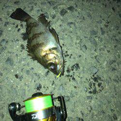 この日も好調メバリング