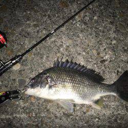 今シーズン初アジゲット