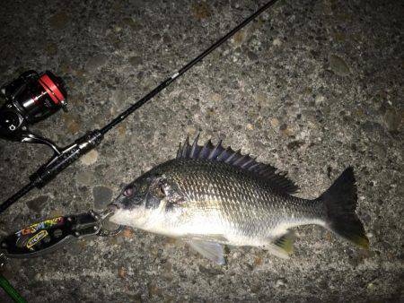 今シーズン初アジゲット