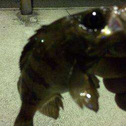 ちょいメバリング