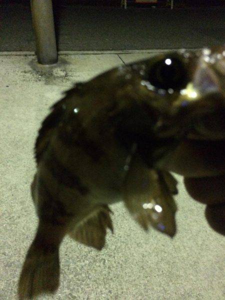 ちょいメバリング