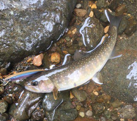 荘川支流でネイティヴトラウト