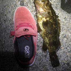 まさかの大物！！！