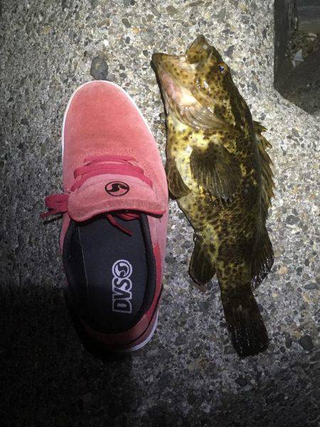 まさかの大物！！！