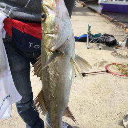 またまたエビ撒き