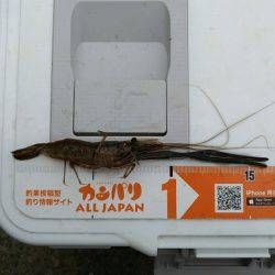 テナガエビ釣行in矢上川