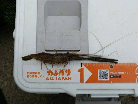 テナガエビ釣行in矢上川