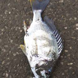 やっぱチニング