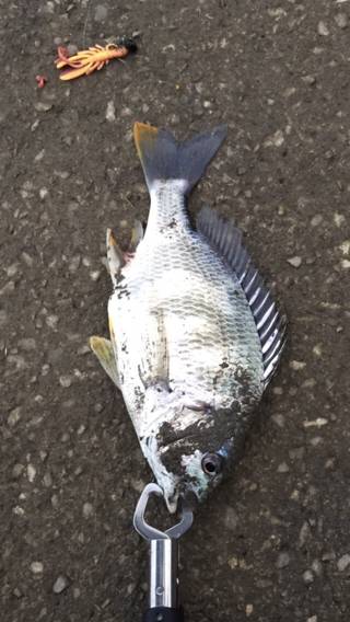 やっぱチニング