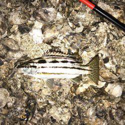 シーバス狙い惨敗