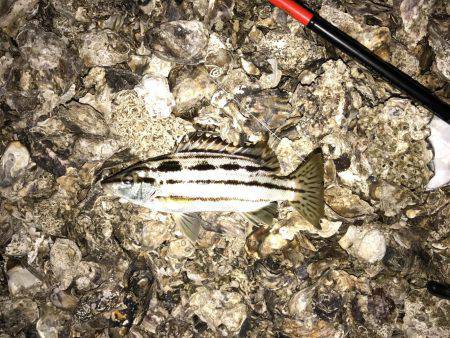 シーバス狙い惨敗