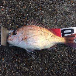 小さいけどやっと今期初の明石鯛!